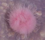 Pom pom mink 40mm