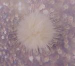 Pom pom mink 40mm