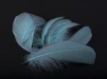 Goose feathers 8-12cm / 10pcs